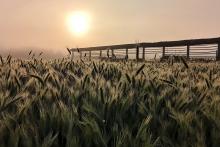 1. NAGRADA  avtor Miha Kosmač  naslov fotografije  Ožarjeni